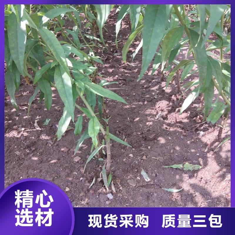 桃,石榴树大库存无缺货危机