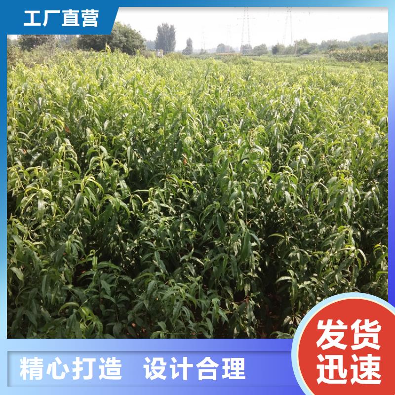 桃_樱桃苗严格把关质量放心
