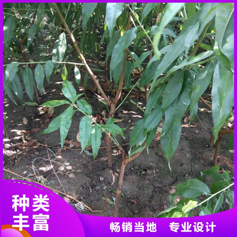 桃,蓝莓苗品质服务诚信为本