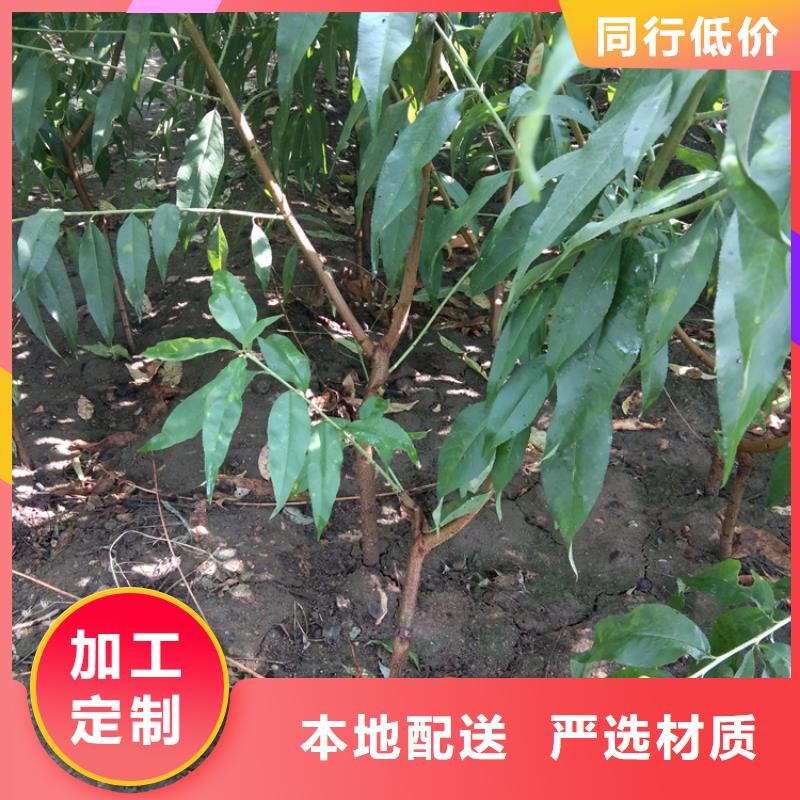 【桃】-樱桃苗行业优选