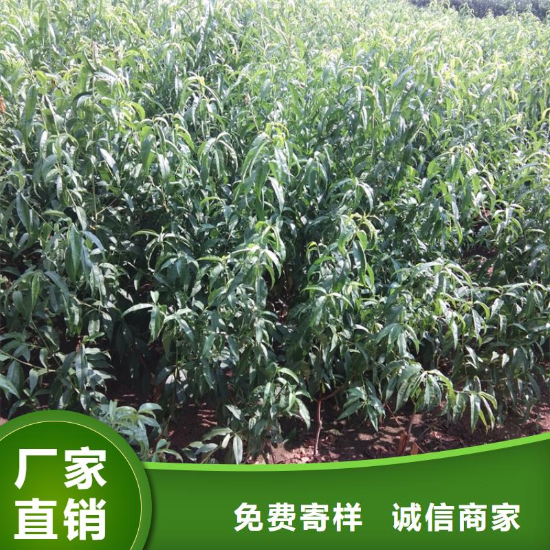 【桃】樱桃苗源头厂家来图定制