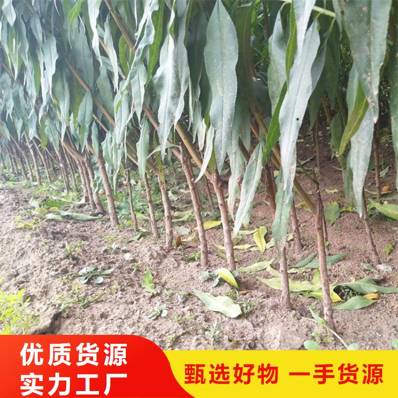 桃北美冬青制造厂家