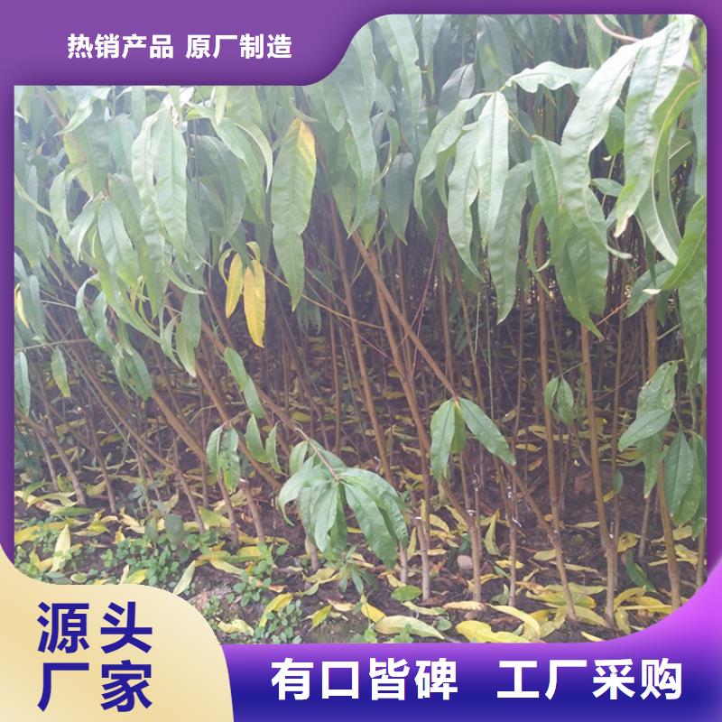 桃-樱桃苗真材实料诚信经营