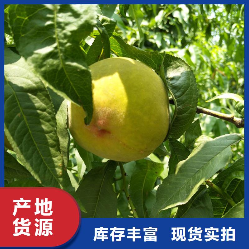 桃樱桃苗真材实料加工定制