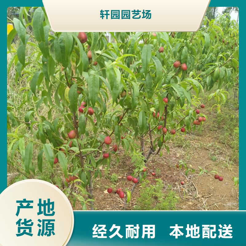 桃樱桃苗真材实料加工定制