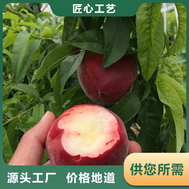 【桃苹果苗买的放心安兴用的舒心】
