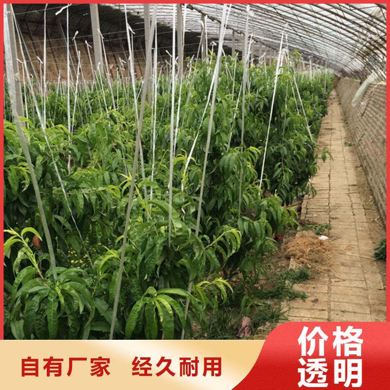 桃北美冬青制造厂家