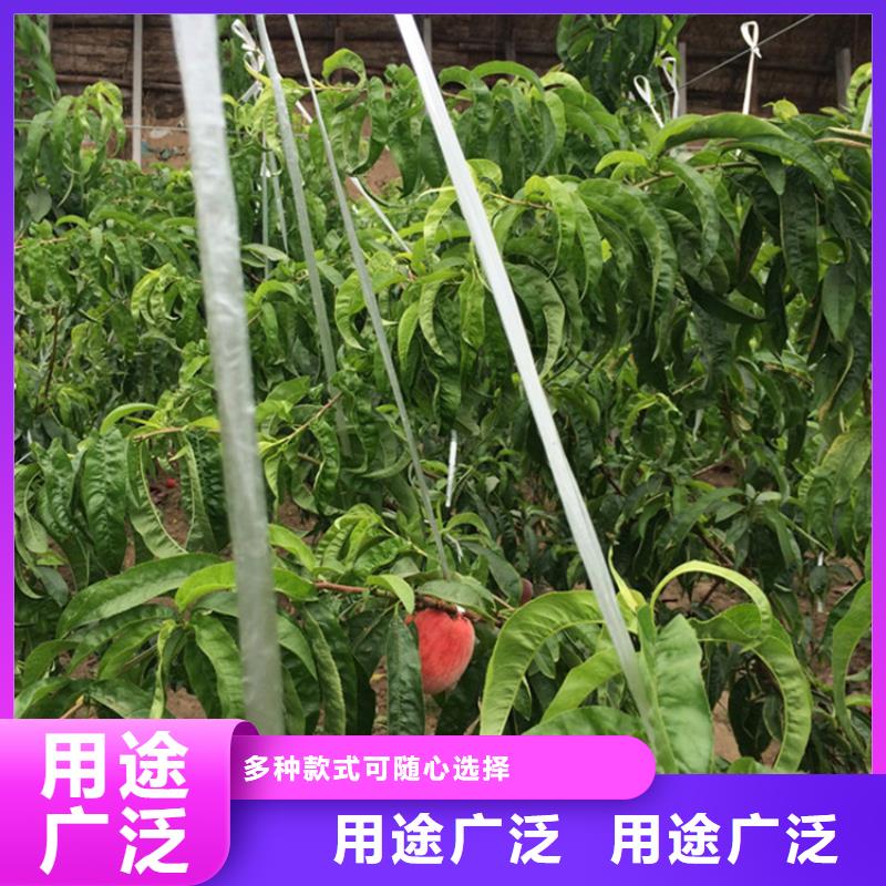 【桃樱桃苗好货直销】
