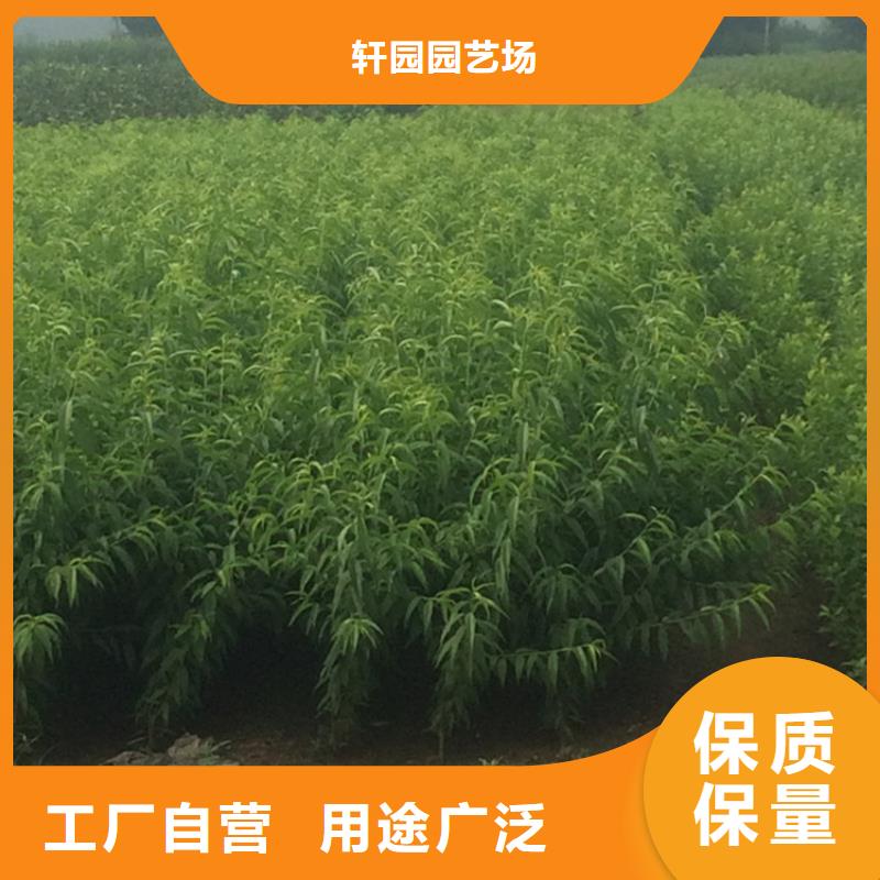 桃石榴树研发生产销售