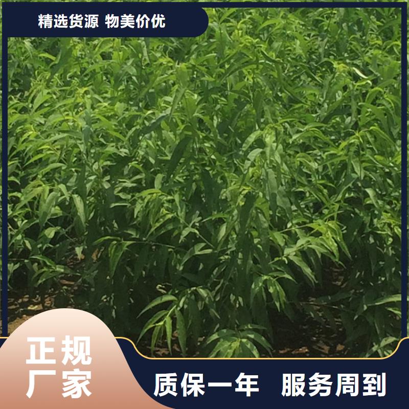 桃北美冬青制造厂家