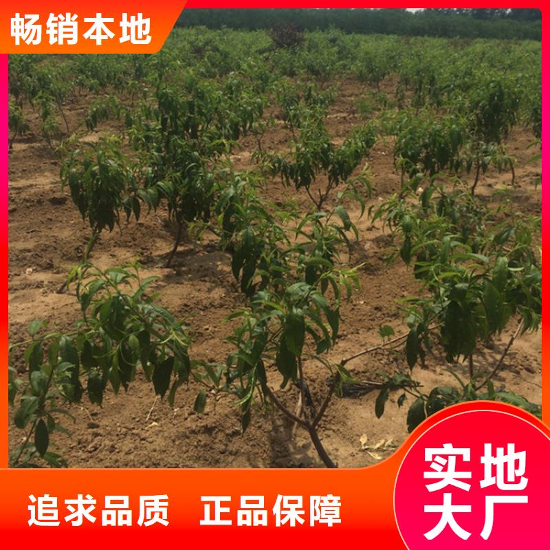 【桃樱桃苗好货直销】