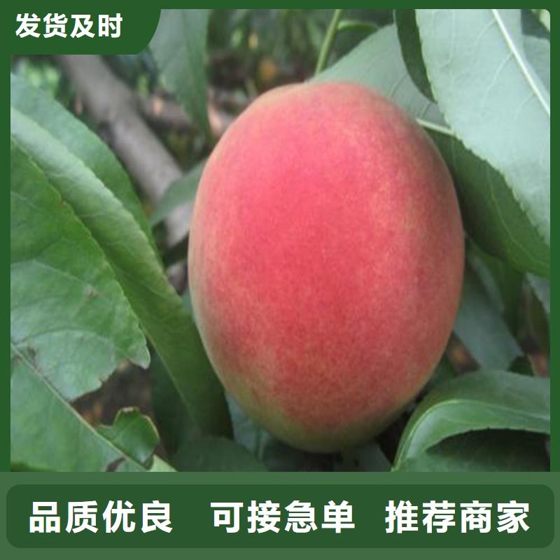 【桃】蓝莓苗实力厂家直销