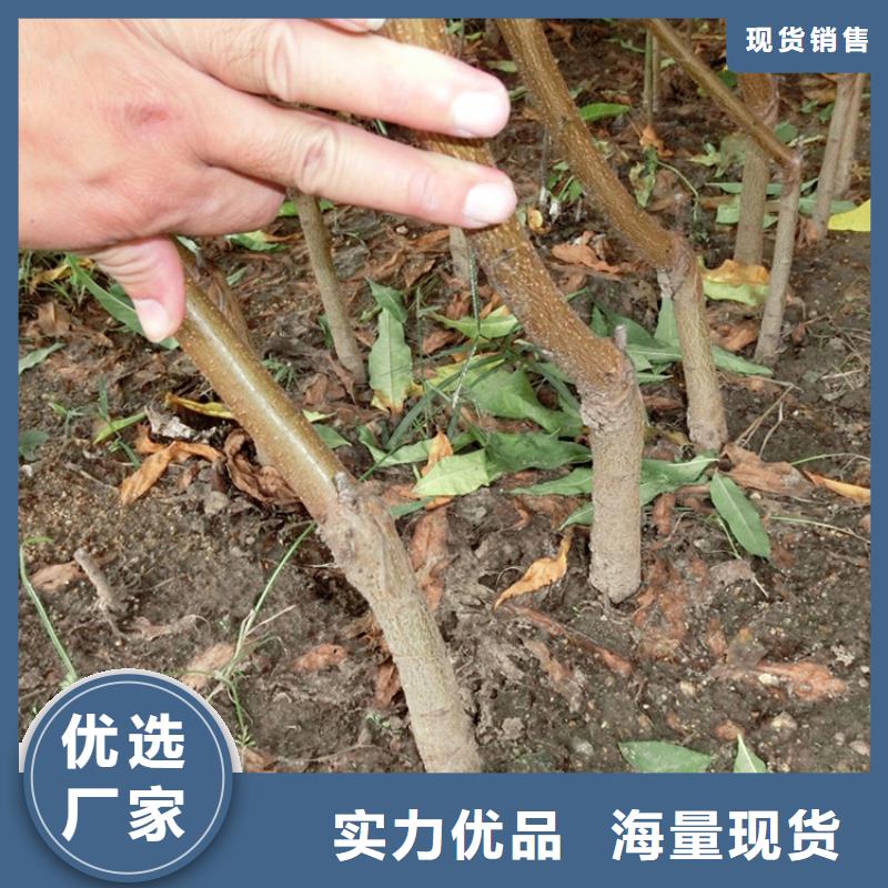 【桃】樱桃苗厂家