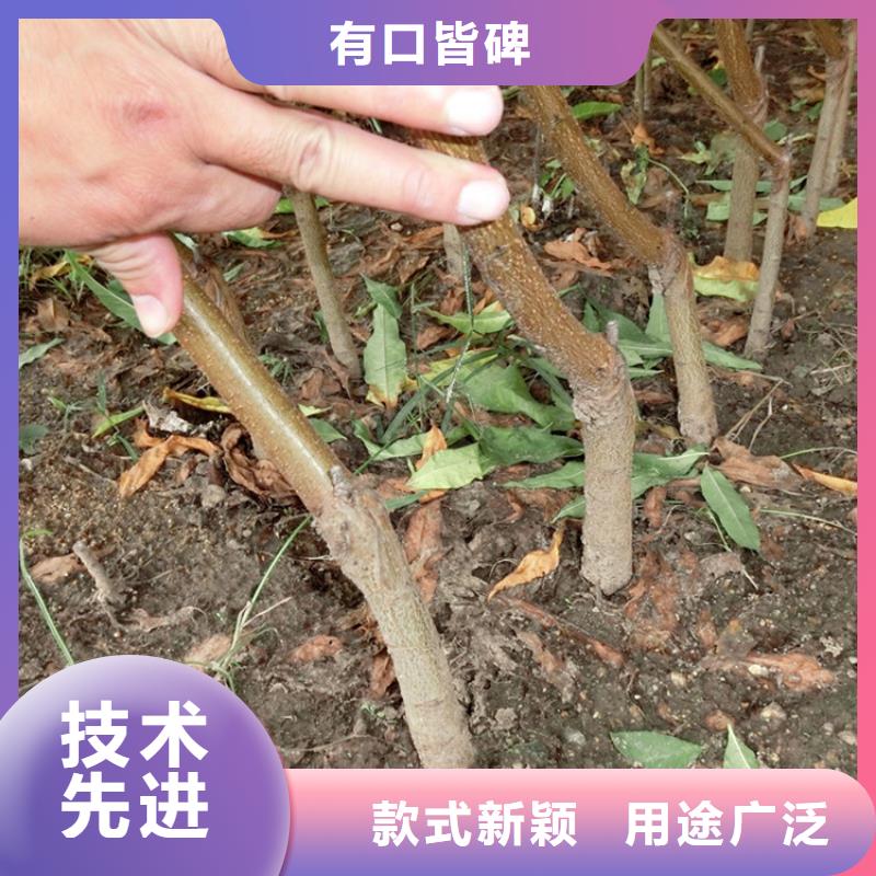 桃_樱桃苗严格把关质量放心
