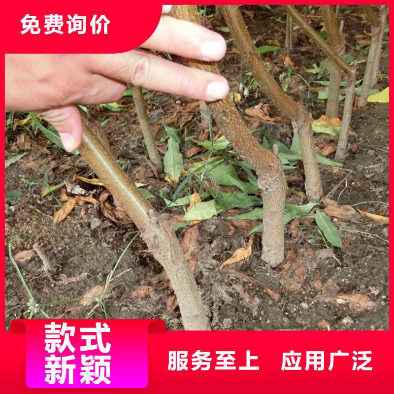 桃樱桃苗真材实料加工定制