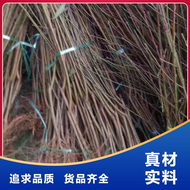 桃,蓝莓苗品质服务诚信为本