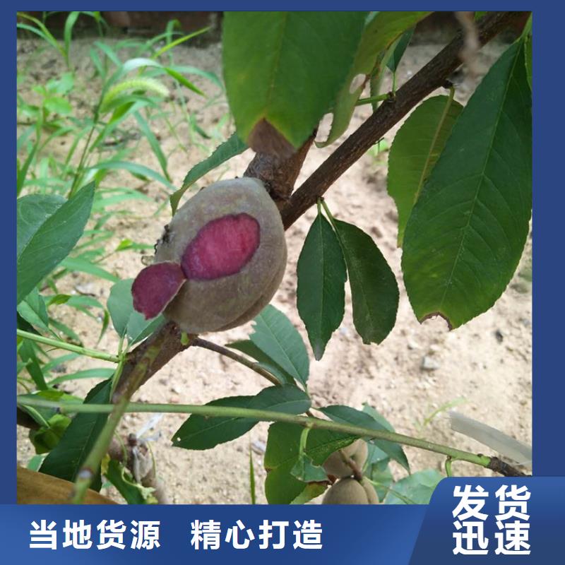 【桃】蓝莓苗实力厂家直销
