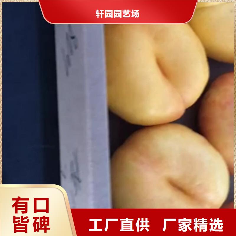 【桃】-樱桃苗行业优选