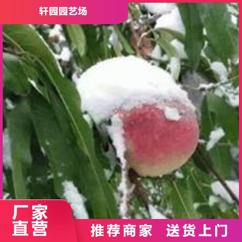 桃-樱桃苗真材实料诚信经营