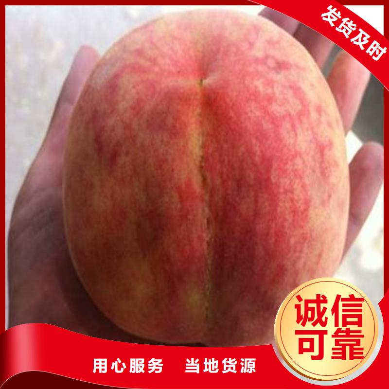 桃-樱桃苗真材实料诚信经营