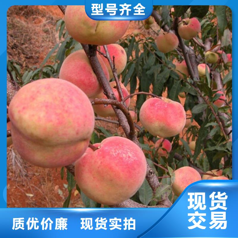 【桃苹果苗买的放心安兴用的舒心】