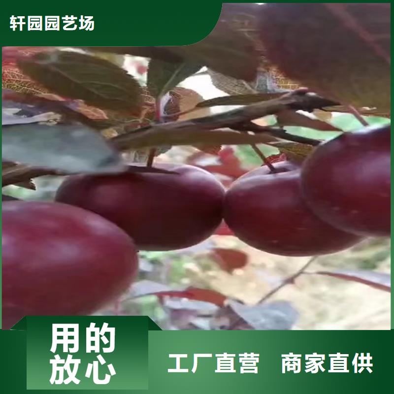 李子桃树苗一站式供应厂家