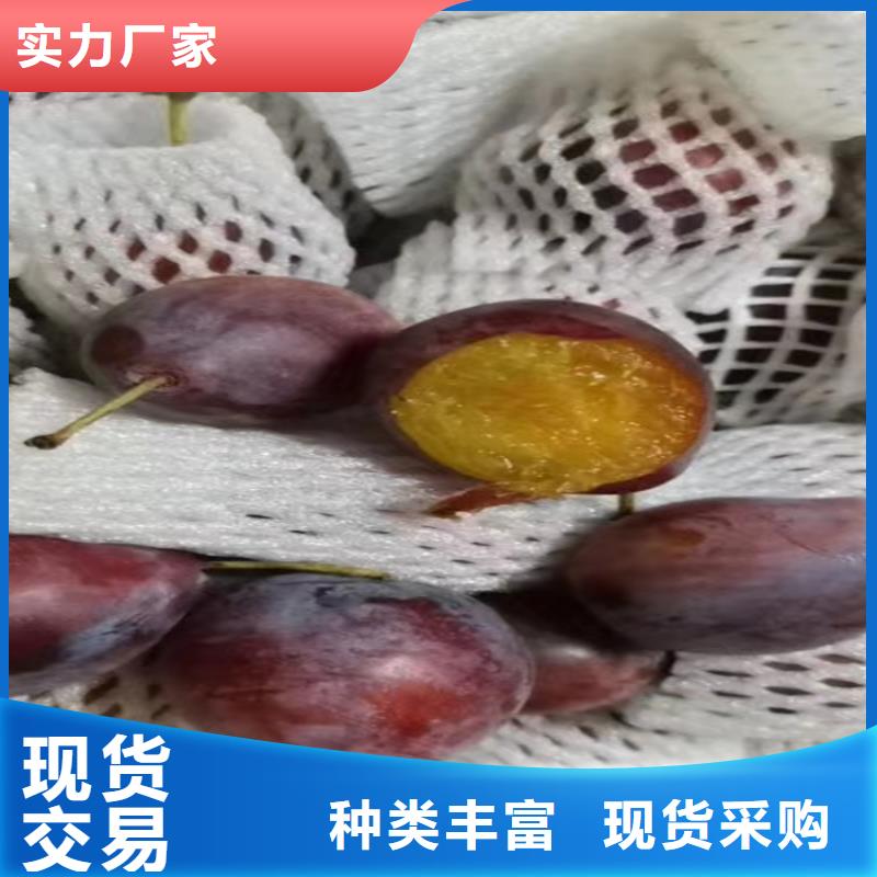 李子_红石榴苗基地好货采购