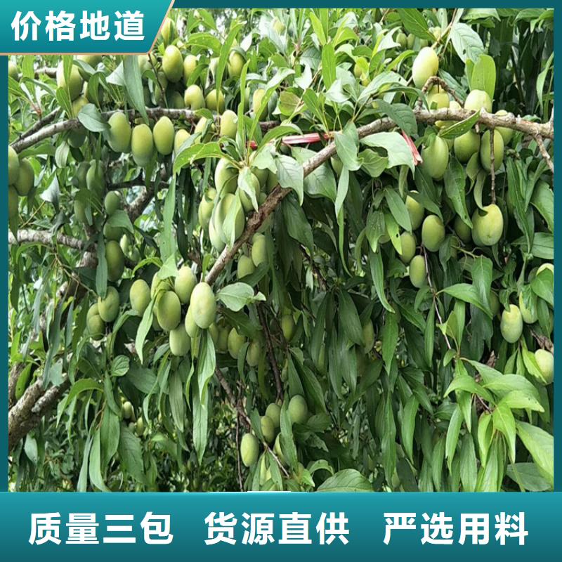 【李子】_石榴树苗追求细节品质