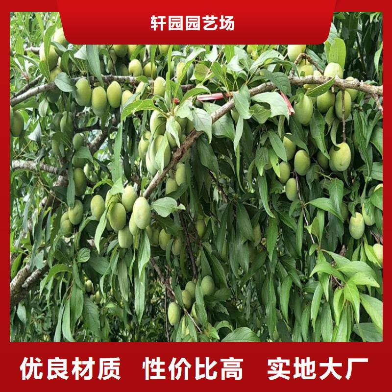 【李子】石榴树现货采购