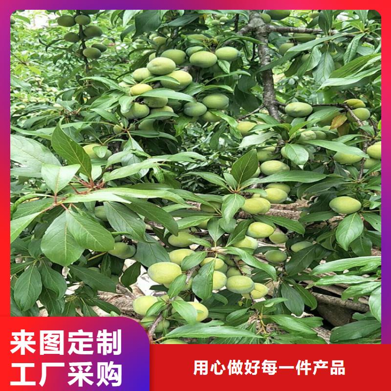 李子【樱桃苗】质量好