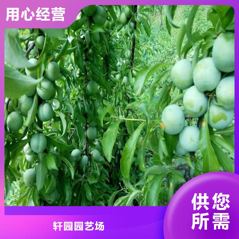 李子【樱桃苗】质量好
