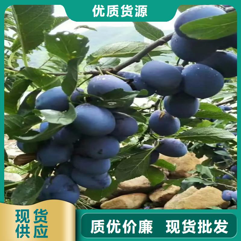 李子,【梨树苗】多年行业积累