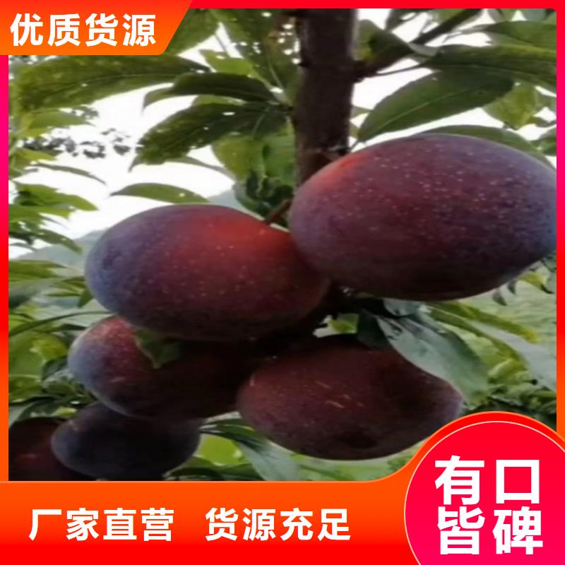 李子樱桃苗满足客户所需
