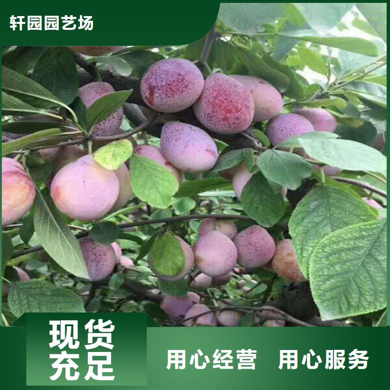 【李子】石榴树现货采购