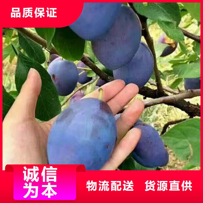李子-草莓苗满足您多种采购需求
