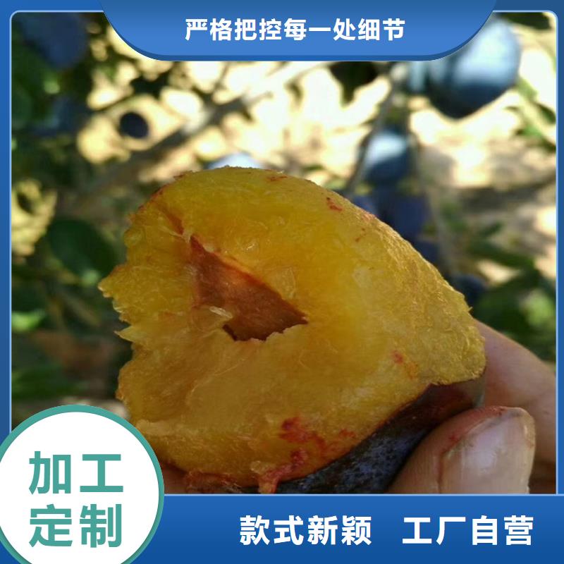 李子-石榴树供货及时