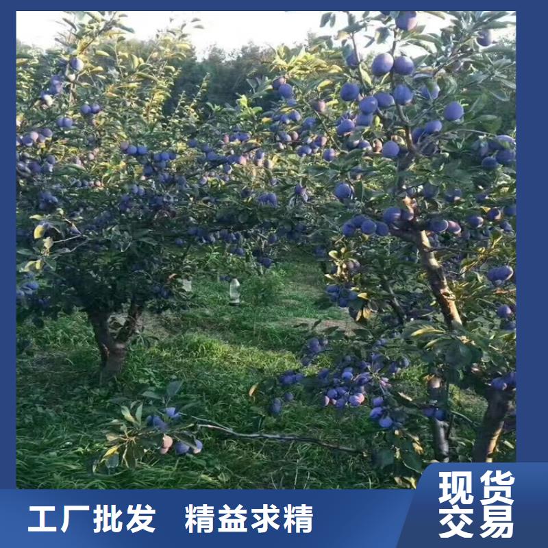 李子_红石榴苗基地好货采购