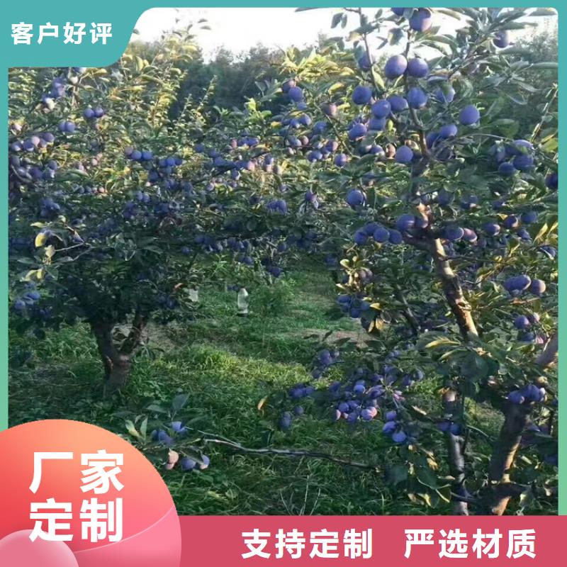 李子-石榴树供货及时