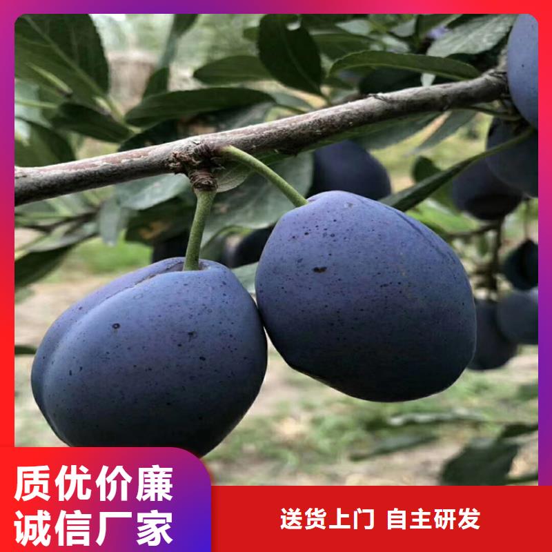 李子-草莓苗满足您多种采购需求