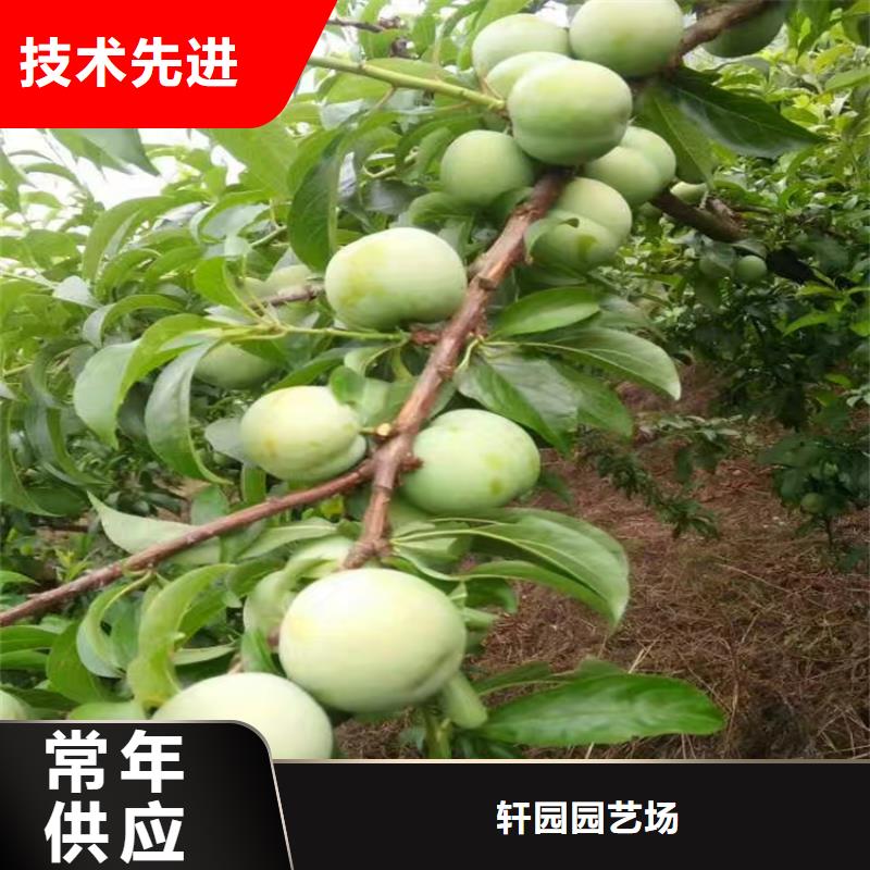 李子-草莓苗满足您多种采购需求