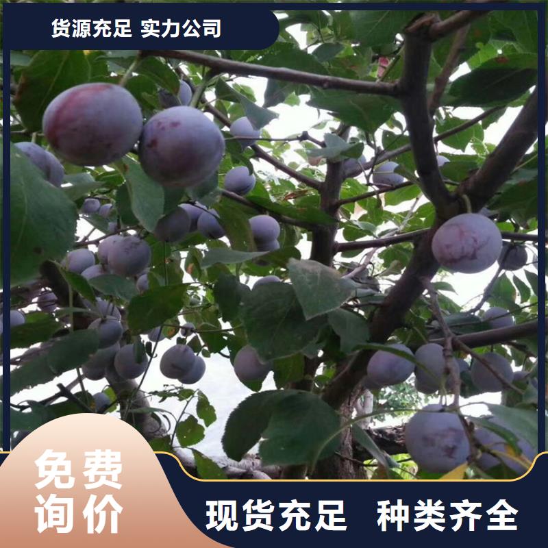 李子-草莓苗满足您多种采购需求