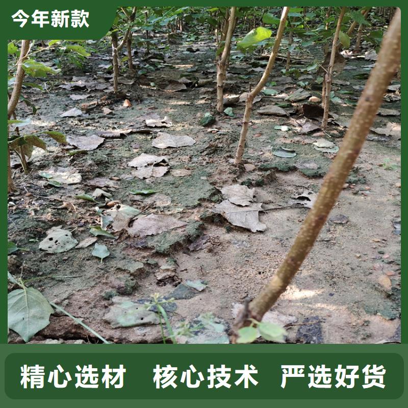 李子_红石榴苗基地好货采购