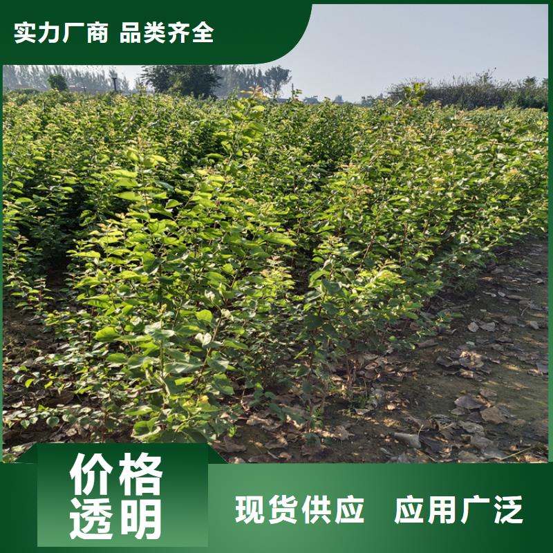 李子,【梨树苗】多年行业积累