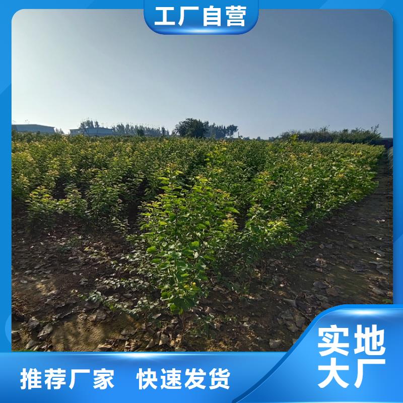 李子樱桃苗满足客户所需