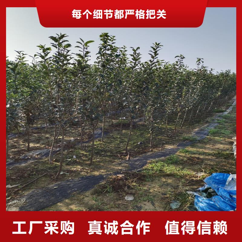 李子樱桃苗满足客户所需