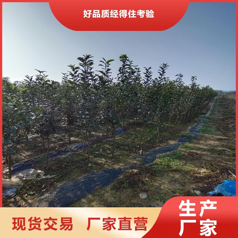 李子苹果苗来图定制量大从优