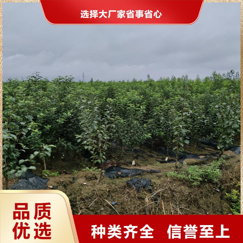 李子【樱桃苗】质量好