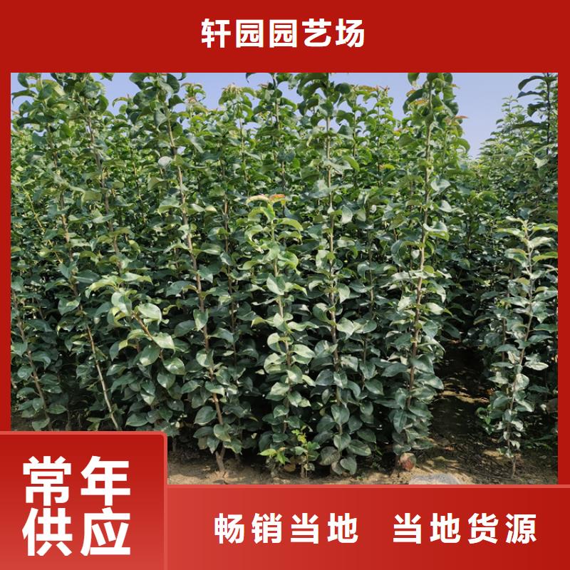 【李子】_石榴树苗追求细节品质