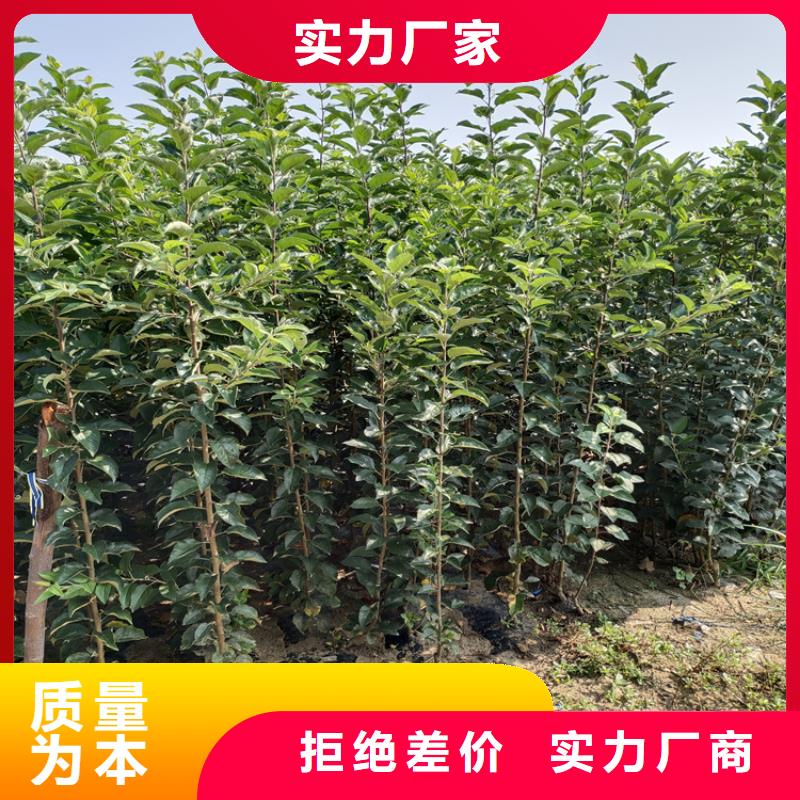 【李子】石榴树现货采购