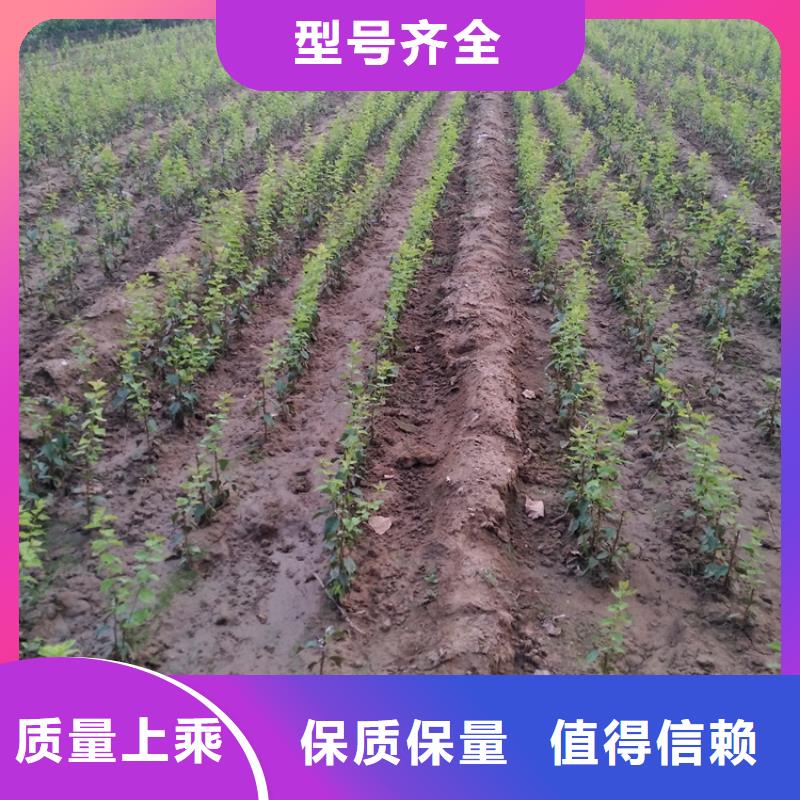 李子-草莓苗满足您多种采购需求